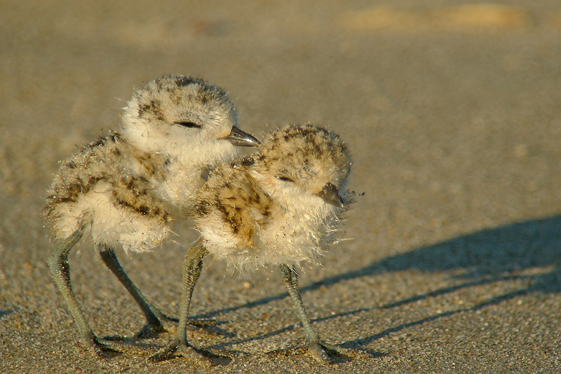 Pulli di Fratino in Digiscoping